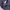 Toraichi Fairy Emo Formal pants Pria navy photo 7