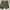 Celana pendek Short Pants Cargo Camo Army  photo 2
