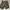Celana Pendek Short Pants Cargo Camo Army 