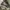 Celana pendek Short Pants Cargo Camo Army  photo 4
