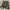 Celana pendek Short Pants Cargo Camo Army  photo 1