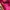 Fossil Minimalist Casual Crossbody Bag Wanita pink photo 4