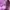 Takeo Kikuchi Luxury Indie Casual shirt Pria purple pink photo 3