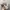 Bershkaa raree item tainted photo 3