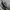 Alexander Wang Biker Futurist Backpack Wanita black photo 5