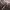 Dark brown velvet long sleeve by Alpha Cubic photo 4