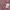 Baby pink sparkly knit cardi by Cecil McBee photo 5