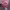Primos Realtree Camo Ripped photo 4