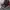 Primos Realtree Camo Ripped photo 3