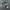 Diesel Contructors Camo Army photo 1