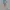 Lee Cooper Fairy Minimalist Mini skirt Wanita blue photo 4