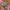 Japanese brand Vintage Y2K Belt Wanita pink photo 2