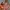 Billabong Recycler Layback Basic Coral Orange Swim Shorts photo 8
