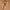 Genuine Leather belt  photo 1