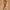 Genuine Leather Belt solid brass photo 1
