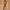 Genuine Leather Belt Solid Brass