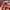 Casual Hat Pria white red photo 1