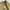 TBJ Nearby Casual Short Pria yellow photo 3