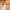 Fairy Coquette Corset Wanita cream photo 1