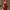 Luxury Coquette Evening dress Wanita red photo 1