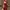 Luxury Coquette Evening Dress Wanita Red