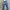 GUESS LONG PANTS DENIM FEDING BLUE 