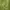 This green apple tunic with tulle photo 4