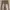 Vintage Jeans Pria brown photo 4