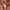 Zara Streetwear Jeans Pria brown photo 5