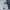 NBA CHIGAGO NOT ADIDAS NIKE DICKIES CK CARHAT photo 5
