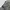 Shorts cargo army white “can your” photo 5