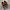 Timberland Sandals Brown Strap Rare photo 1
