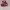 Converse CTAS low top red photo 1