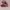 Converse CTAS Low Top Red