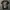 Affliction,tapout mma elite sukajan karakuri photo 1