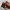 Nike Air Max Plus TN Black Volt Solar Red photo 3