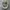 Converse Chuck Taylor All Star 1970 High Field Surplus Egret photo 2