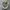 Converse Chuck Taylor All Star 1970 High Field Surplus Egret