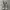Converse Chuck Taylor All Star 1970 High Field Surplus Egret photo 3