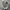 Converse Chuck Taylor All Star 1970 High Field Surplus Egret photo 2