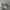 Converse Chuck Taylor All Star 1970 High Field Surplus Egret photo 1