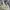 Square Neck Lace Korea Mini Dress Vintage BodyconLeherPetak  photo 7