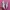 Puma Speedcat Ballet Pink White photo 2