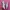 Puma Speedcat Ballet Pink White