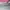 Puma Speedcat Ballet Pink White photo 6