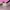 Puma Speedcat Ballet Black Pink photo 6