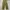 Uniqlo fatigue pant olive green photo 3