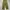 Uniqlo fatigue pant olive green photo 1