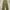 Uniqlo Fatigue Pant Olive Green