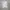 Acne Studios Authentic Center Logo Tee photo 1